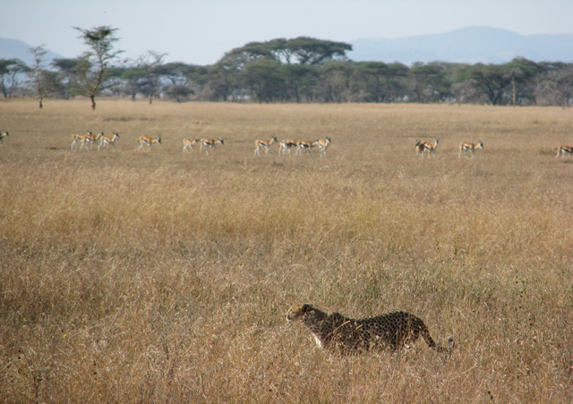 Our first Cheetah sighting AND it was stalking antelope on the Serengeti plains - does life get better than this?